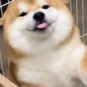 Hifの画像