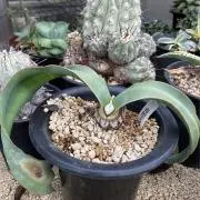 キソウテンガイの画像