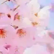さく