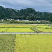 楽しみ