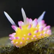 うみうしの画像