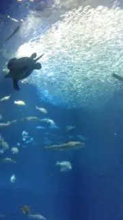 トナカイの画像