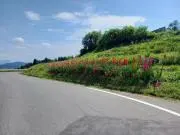 花酔唄の画像