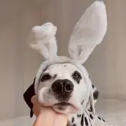 JINの画像