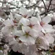 彩音＊プロフ必読の画像