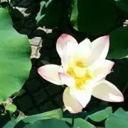 食器値段交渉OK/はるちゃんの画像