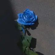 リの画像