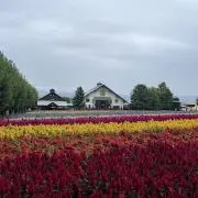 お願いします！の画像
