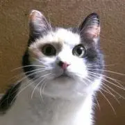 ぽちの画像