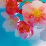 Cha