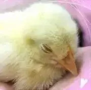 ユーザーGoの画像