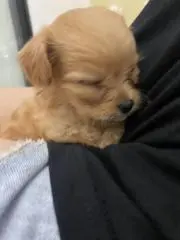 タラちゃんの画像