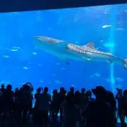 サボの画像