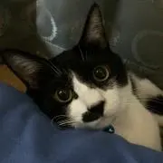 tunaの画像