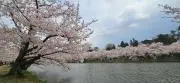 ぽんぽん