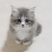 MIYAの画像