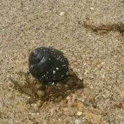 やどかりの画像
