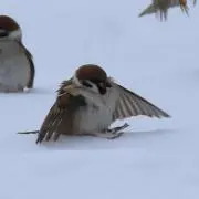 夕菜の画像