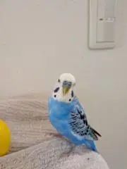 アオちゃんの画像