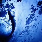 みの画像