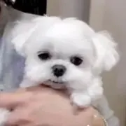 らの画像