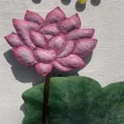 たぬきの画像