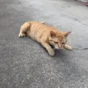 Rokaの画像