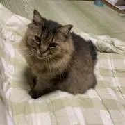 NEKOの画像