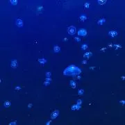 はなはな