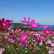 にこまる♡⃛(⁎ᵕᴗᵕ⁎)