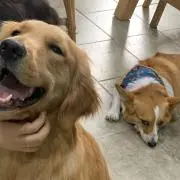 ぽ