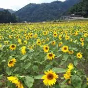 ハム助の画像