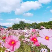 aane.kの画像