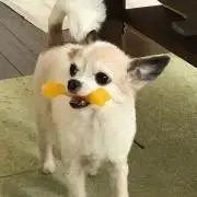 しゅりちゅの画像