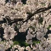 桜(即買い歓迎)の画像