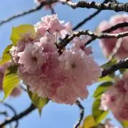 そら☆の画像