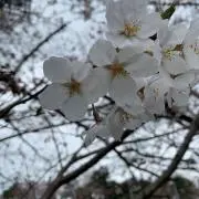 YharYの画像