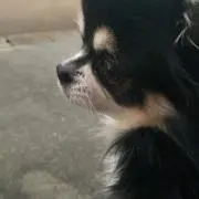 メル狩