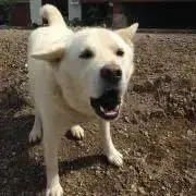 いぬ