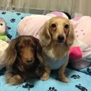 まゆみ