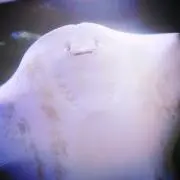 まぁおの画像