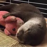 Maaaの画像