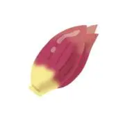 【断捨離中】みょうがの画像