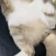 ふじの画像
