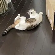 もちもち 即購入可の画像