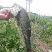 ハセヲ