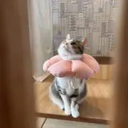 だんぶるどあ