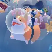 鴨の画像