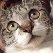 りんご