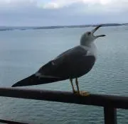 LOLOの画像